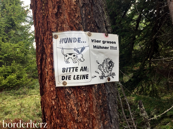 Grasende Hühner