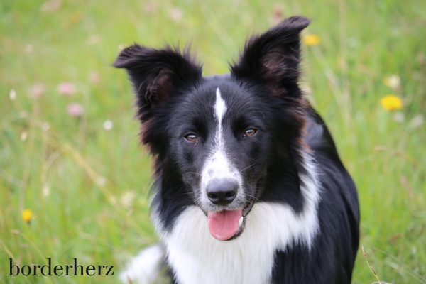 Holly - unsere Hündin 1 borderherz_holly