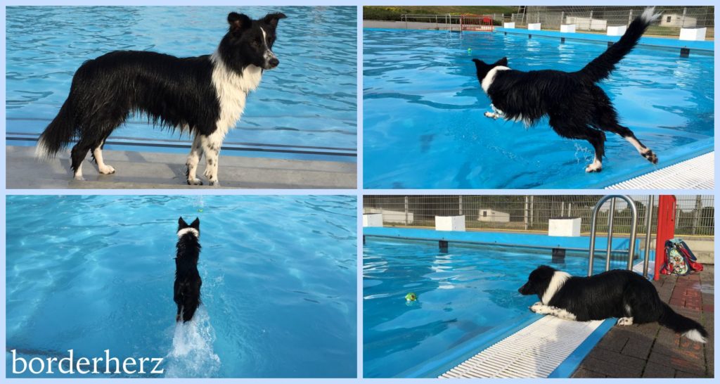 Hundeschwimmen mit Holly