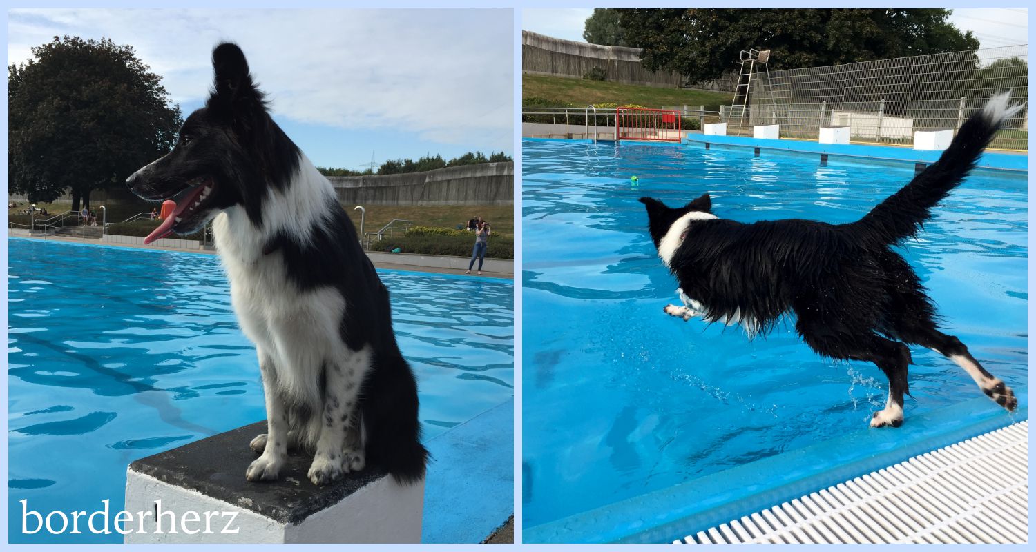 Hundeschwimmen Stenkhoffbad