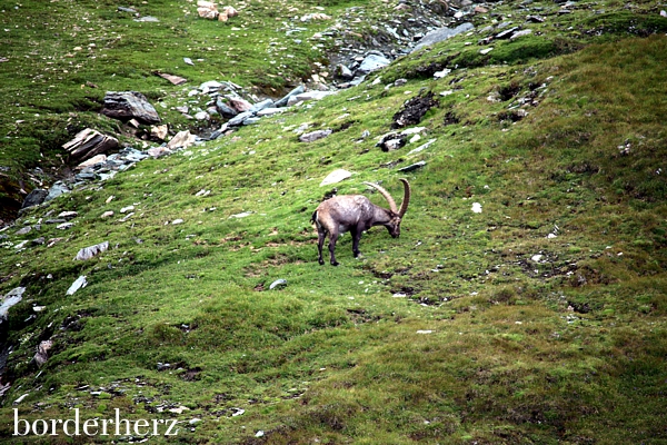 Steinbock