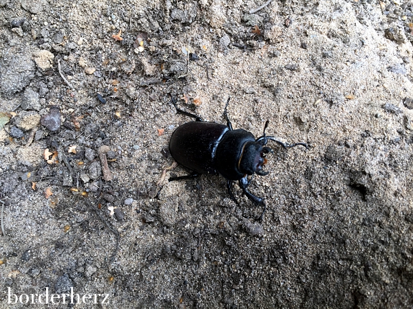 Hirschkäfer Weibchen in den Testerbergen