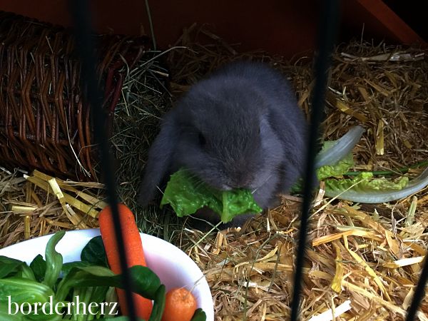 kaninchen-flammy2