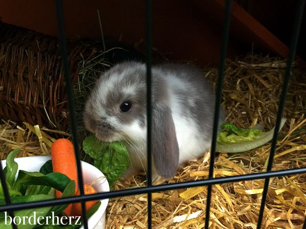 kaninchen-sunny