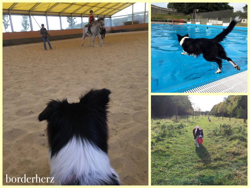 Vom Reiten, Schwimmen und Discdogging