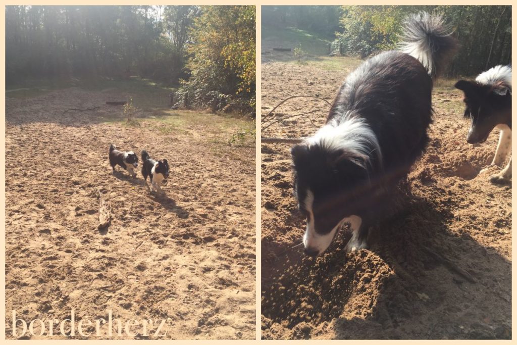 Toben im Sand