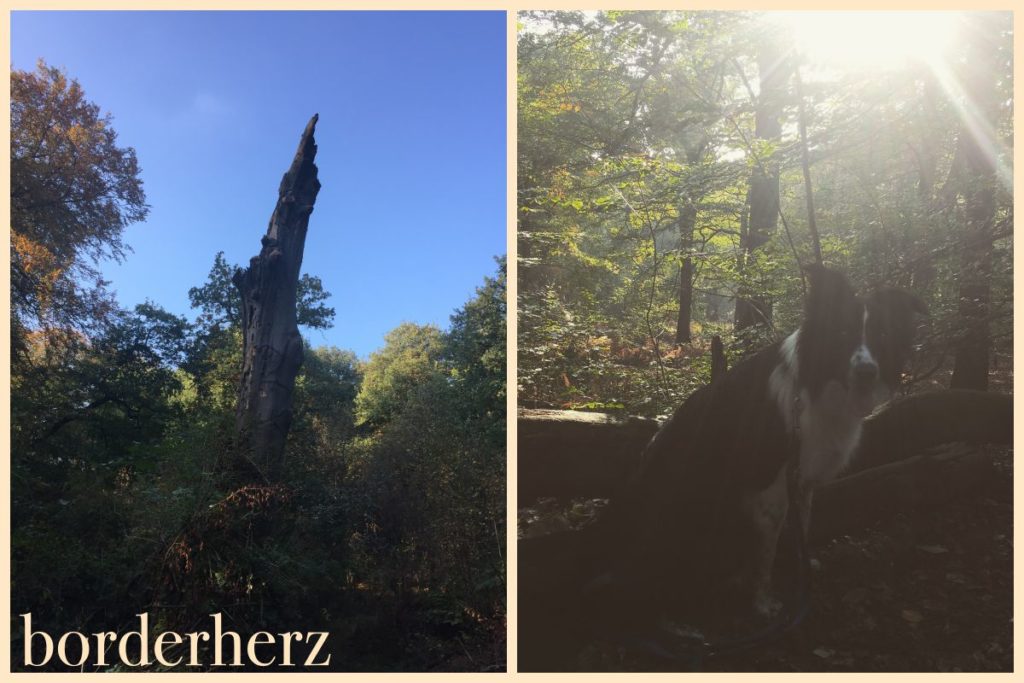 Herbstwetterchen