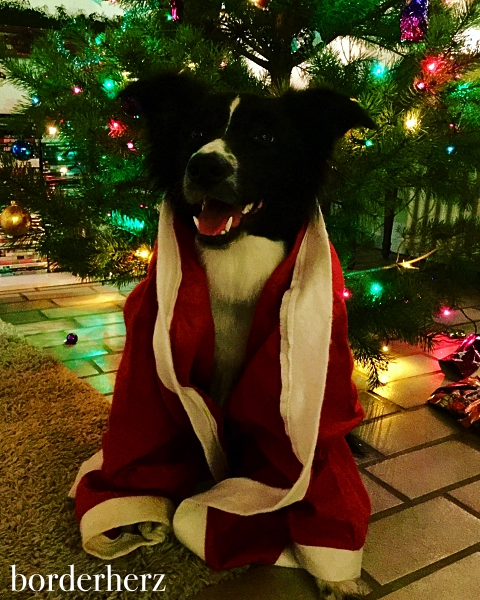 Holly Border Collie