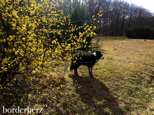 Glen auf der Frühlingswiese