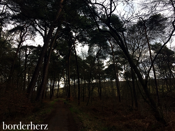 Waldweg Grafenmühle