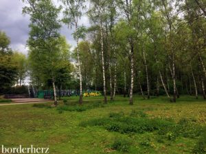 Birken im Gleispark Frintrop