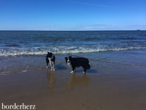 Border Collies baden auch bei 4 Grad