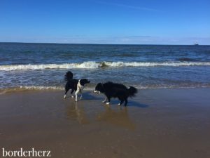 Border Collies baden auch bei 4 Grad