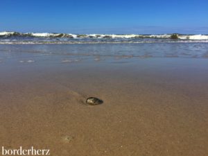 Muscheln am Strand von Wenningstedt