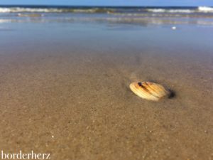 Muscheln am Strand von Wenningstedt