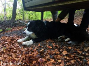 Glen unser Border Collie