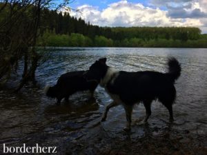 Border Collies