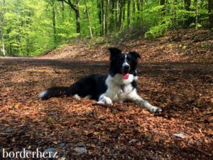 Border Collie Holly