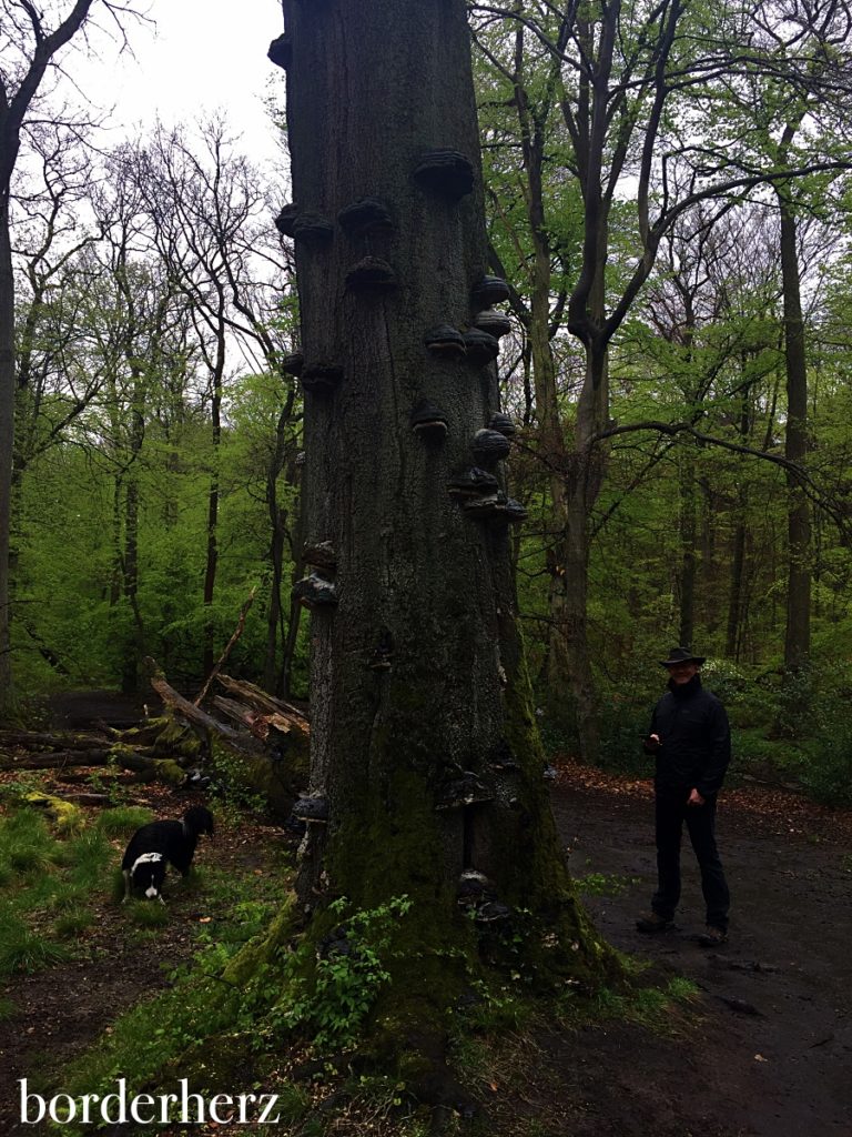 Kletterbaum im Rotbachtal