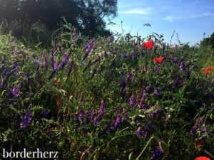 Kornblumen