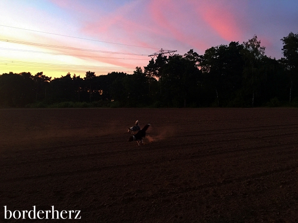 offroad border collies