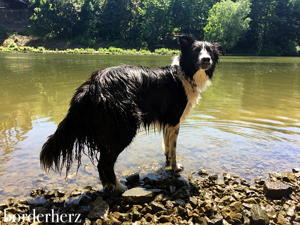 Border Collie im Wasser