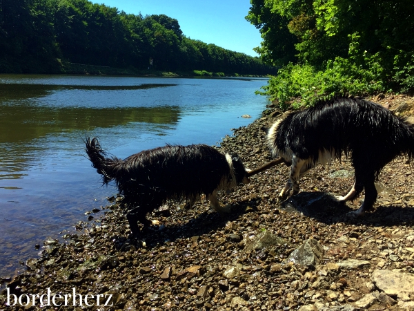 Border Collie