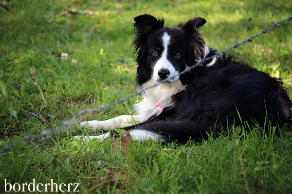 Border Collie Rüde