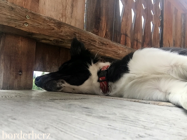 Border Collie müde