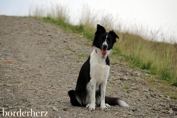 Border Collie