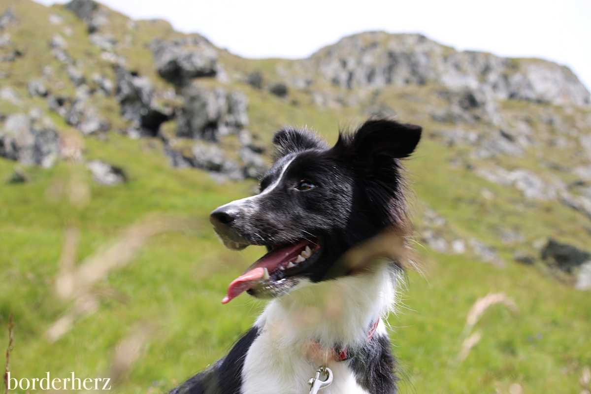 Border Collie