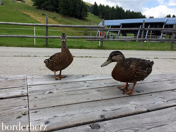 Hoch Lienz