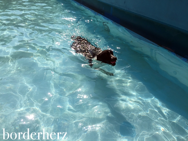 Hundeschwimmen Vonderort