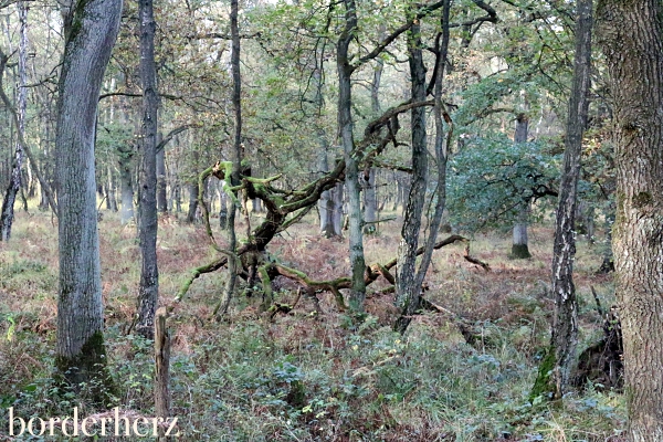 Natur für die Seele