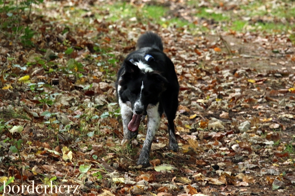 Dreckiger Hund