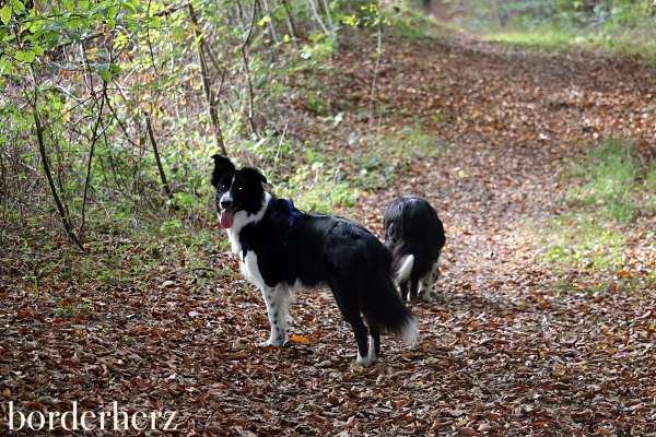 Herbstwald