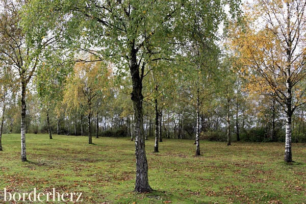 Birkenwald