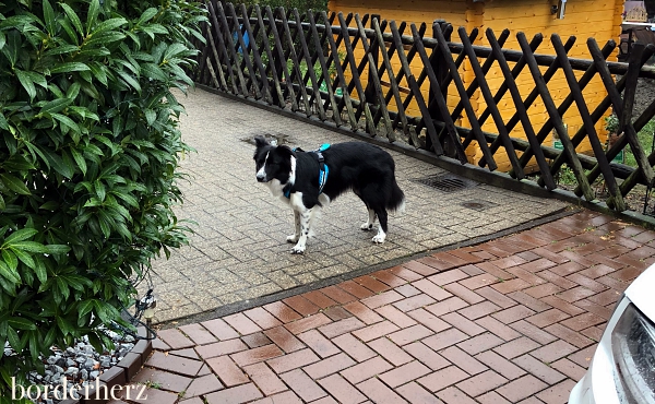 Canicross Border Collie