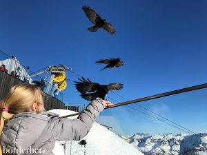 Dohlen am Nebelhorn