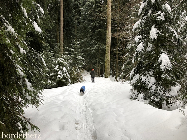 Schneewandern Scheidegg