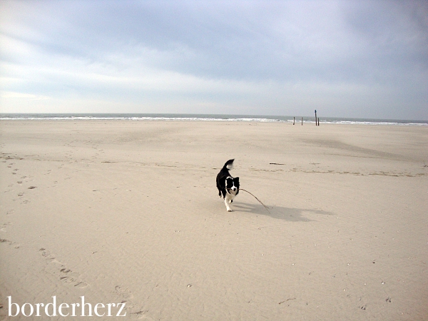 Amrum