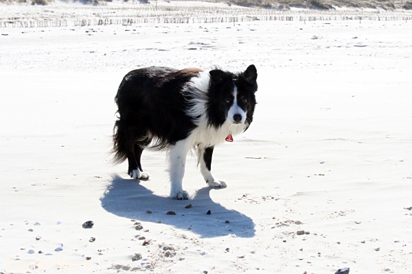 Border Collie Glen