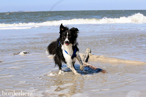 Amrum