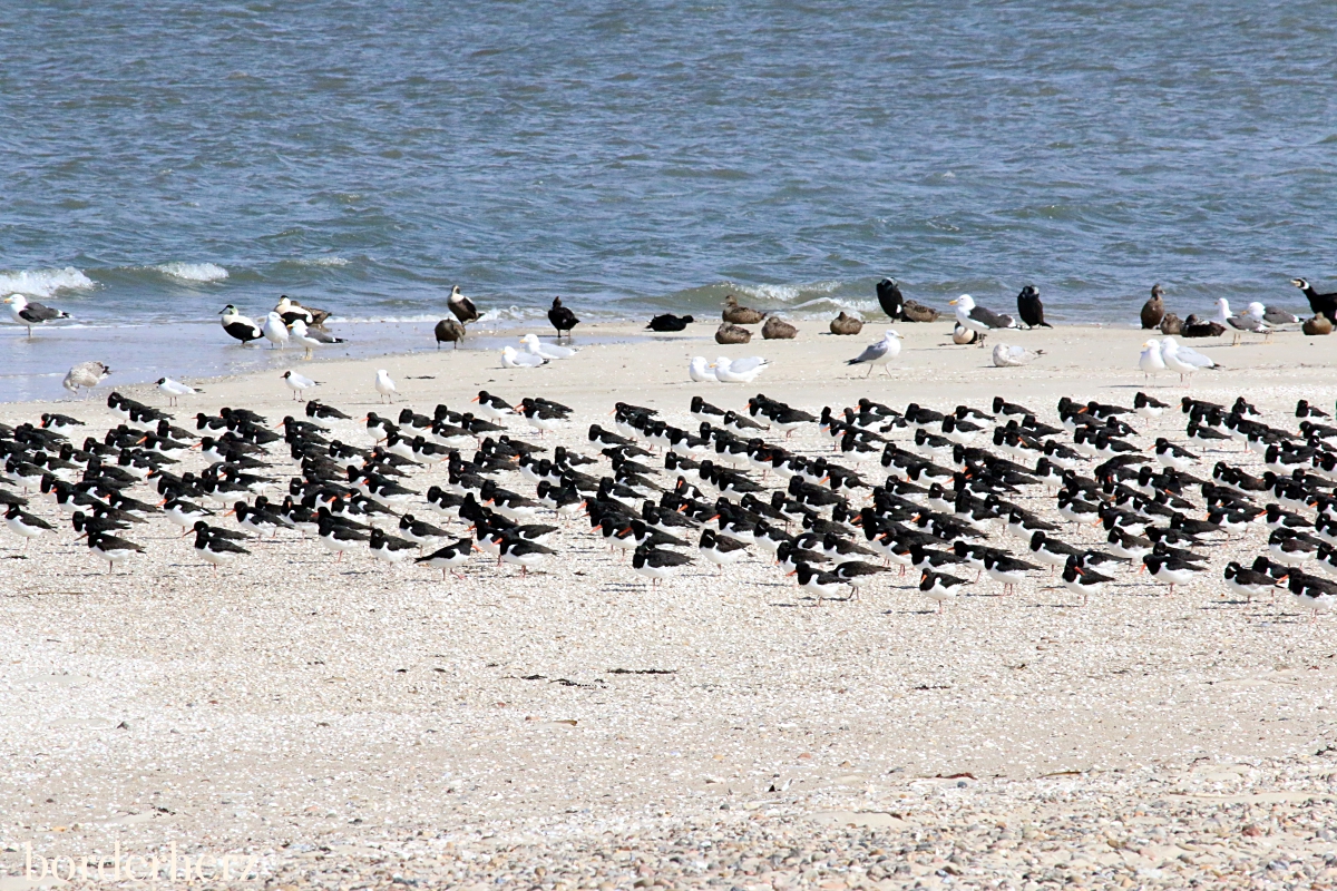 Amrum Odde