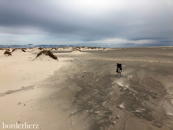 Vordünen Amrum