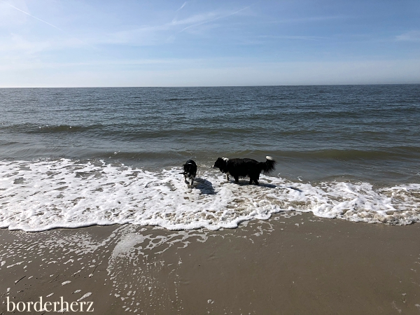 Border Colies am Strand