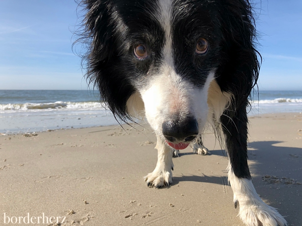 Border Collie Love