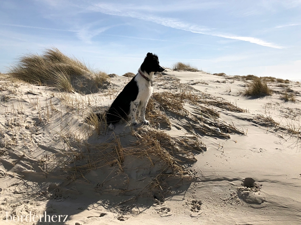 Border Collie Dünen