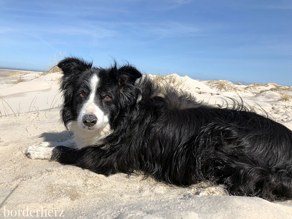 Border Collie Glen