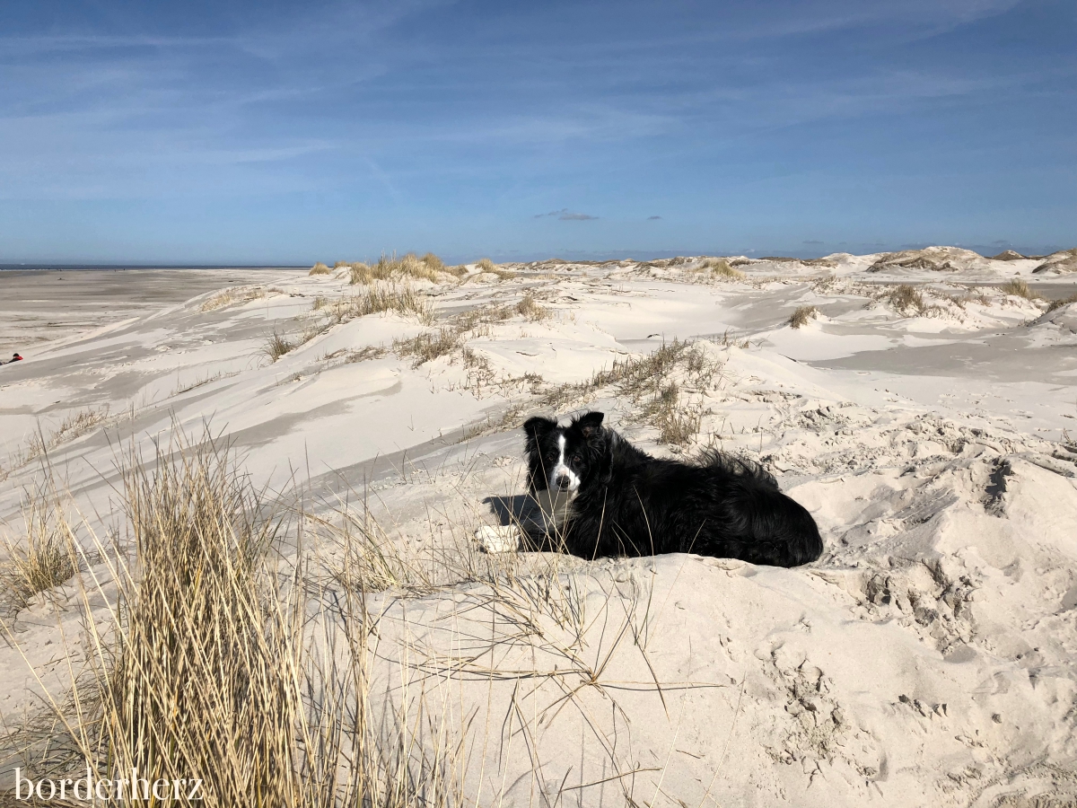 Border Collie am Strand